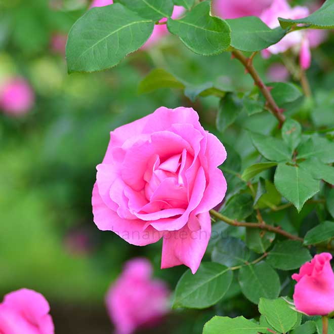 バラ ザ マッカートニー ローズ｜花の手帖の薔薇図鑑