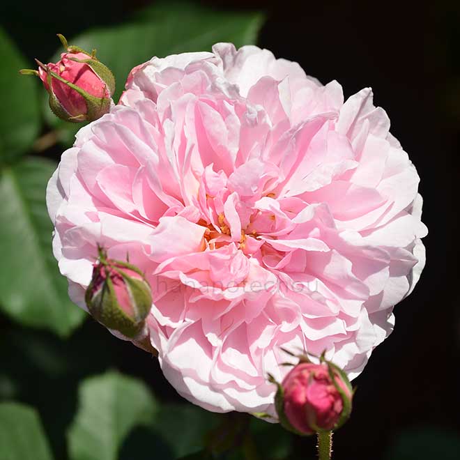 バラ ｜花の手帖の薔薇図鑑