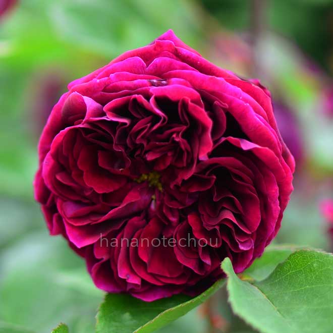 バラ ザ プリンス｜花の手帖の薔薇図鑑