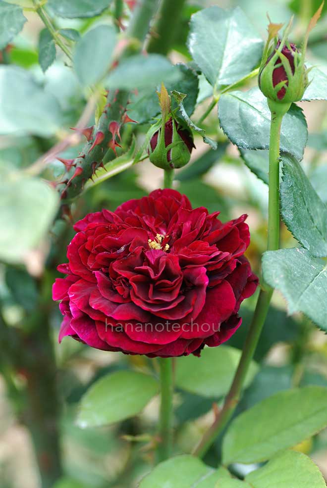 バラ ザ プリンス｜花の手帖の薔薇図鑑