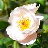 バラ ザプライオレス｜花の手帖の薔薇図鑑