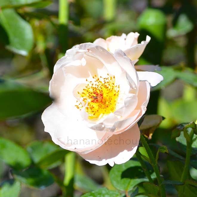 バラ ザ プライオレス｜花の手帖の薔薇図鑑