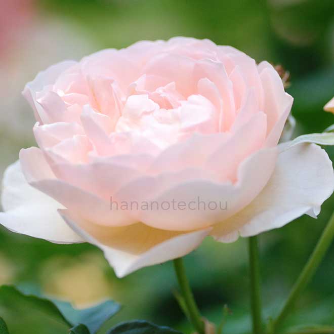 バラ ザ シェパーデス｜花の手帖の薔薇図鑑