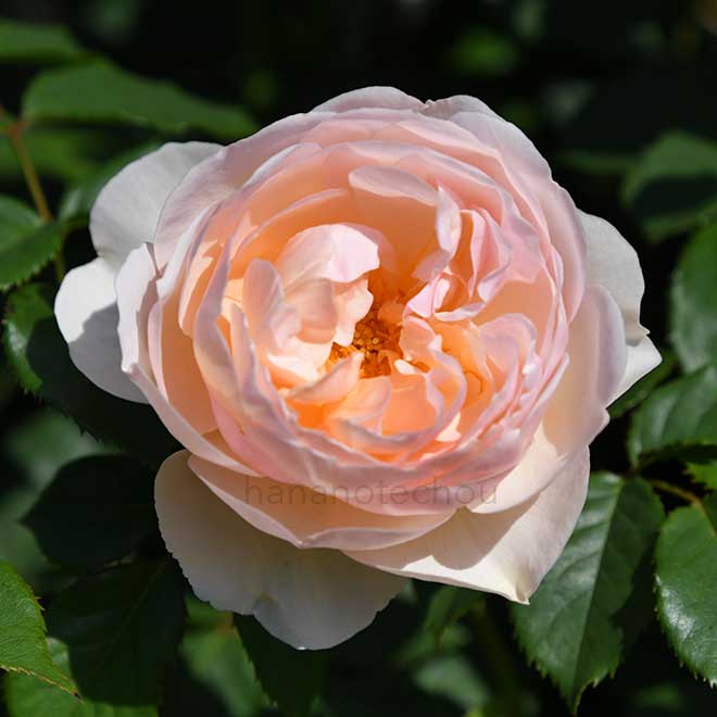 バラ ザ シェパーデス｜花の手帖の薔薇図鑑