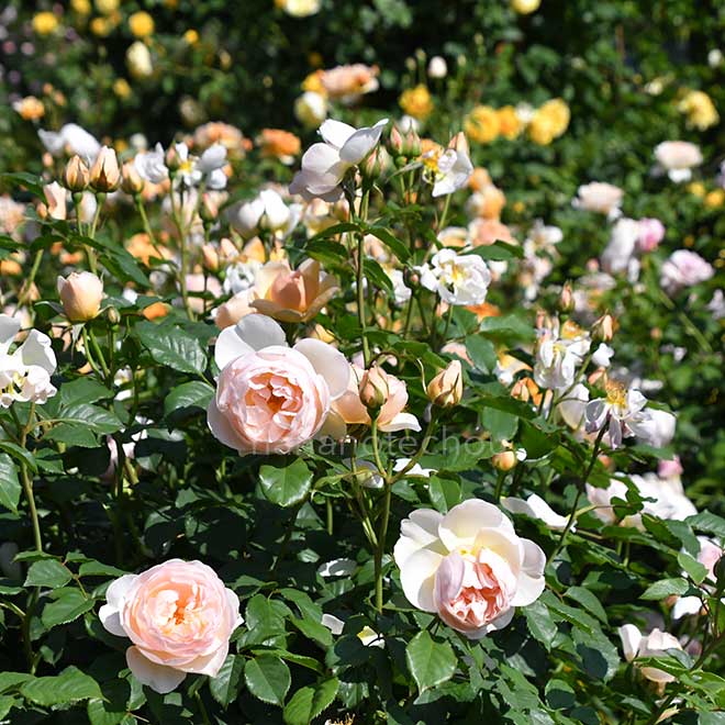 バラ ザ シェパーデス｜花の手帖の薔薇図鑑