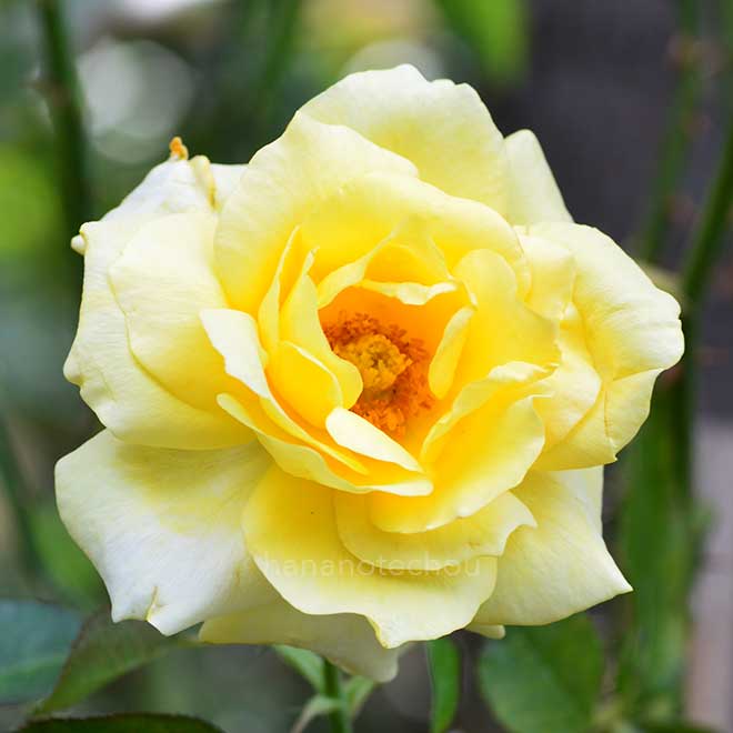 バラ ザウェインライトローズ｜花の手帖の薔薇図鑑