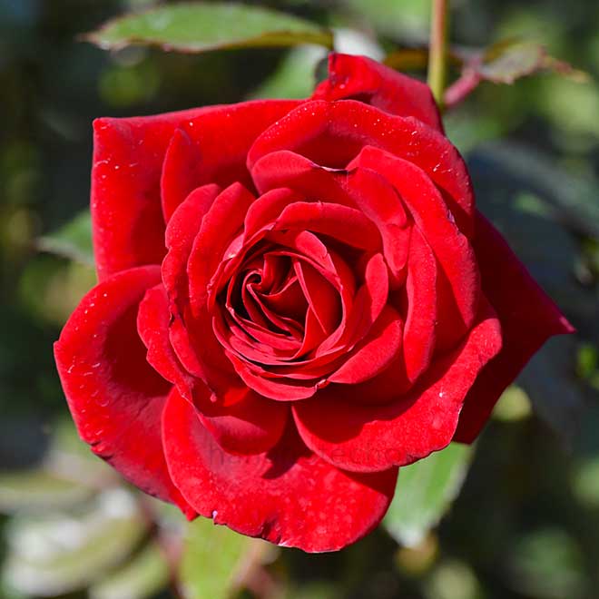 バラ シンキング オブ ユー｜花の手帖の薔薇図鑑