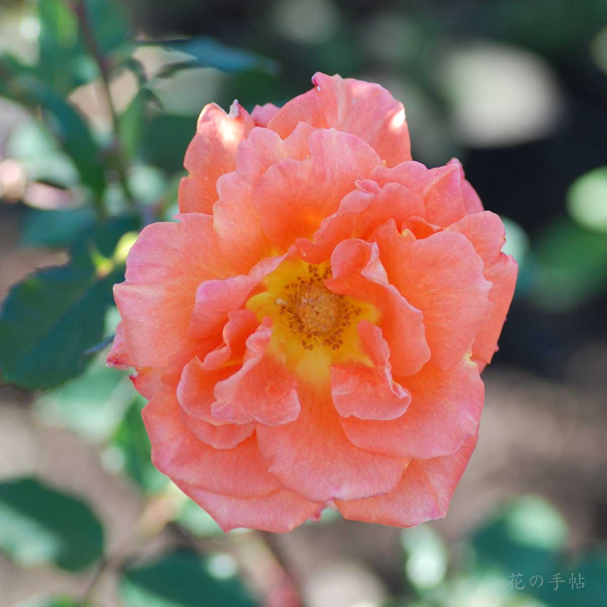 バラ ザンブラ｜花の手帖の薔薇図鑑