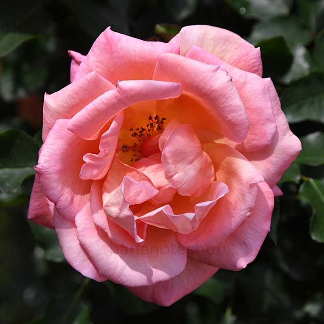 バラ ザンブラ '93｜花の手帖の薔薇図鑑