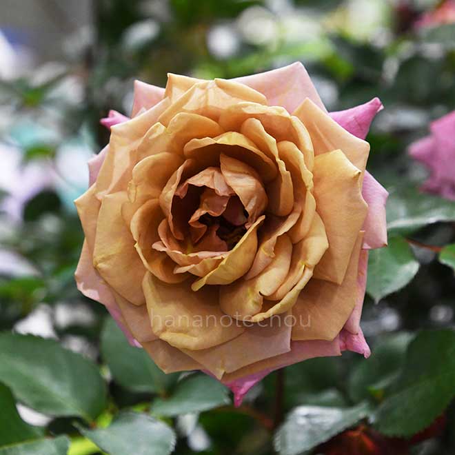 バラ 禅｜花の手帖の薔薇図鑑