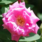 バラ ｜花の手帖の薔薇図鑑