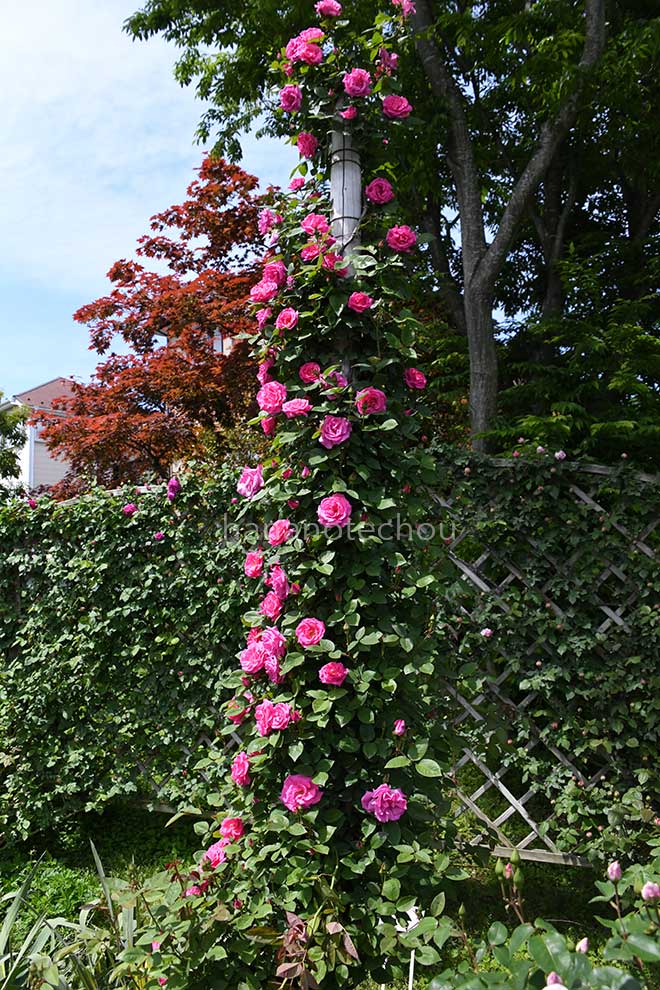 バラ ゼフィリーヌ ドルーアン｜花の手帖の薔薇図鑑