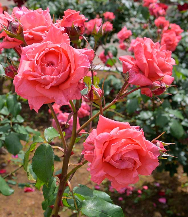 バラ ゾリナ｜花の手帖の薔薇図鑑
