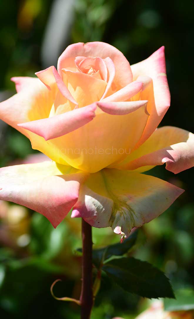 バラ チャンピオン｜花の手帖の薔薇図鑑