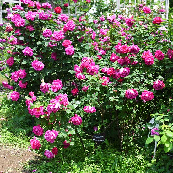 バラ チャールズ ゲイター｜花の手帖の薔薇図鑑