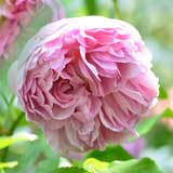 バラ チャールズ レニー マッキントッシュ｜花の手帖の薔薇図鑑