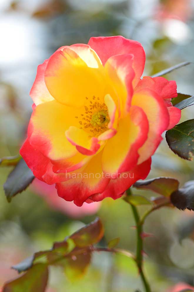 バラ チャールストン｜花の手帖の薔薇図鑑