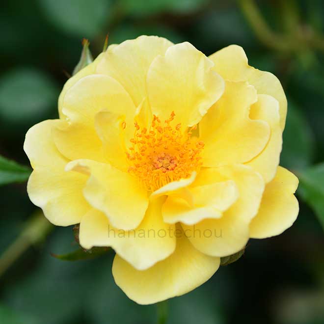 バラ チャーリー アンバー｜花の手帖の薔薇図鑑