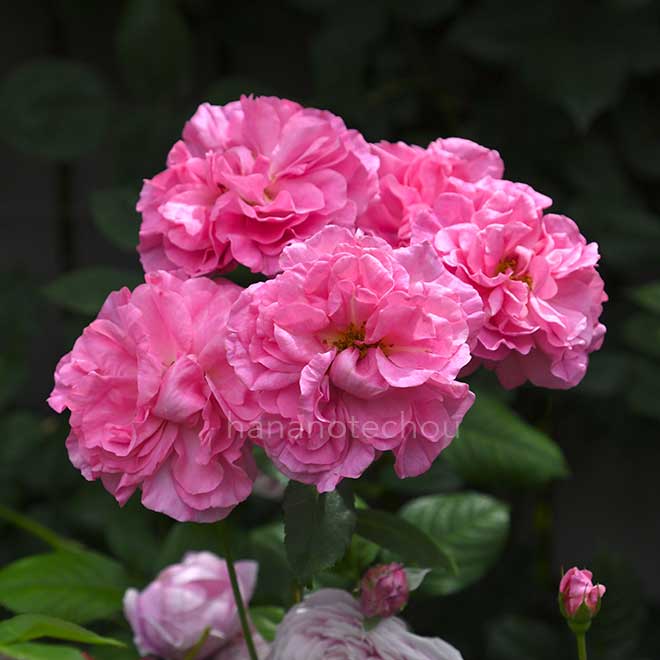 バラ チャーミアン｜花の手帖の薔薇図鑑