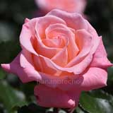 バラ チェリッシュ｜花の手帖の薔薇図鑑