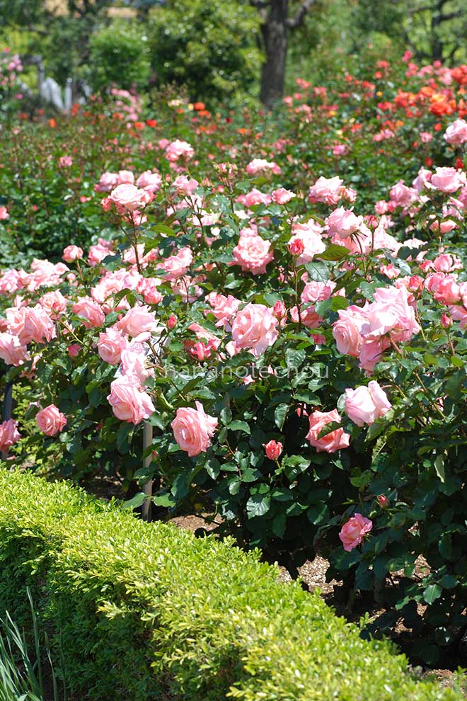 バラ チェリッシュ｜花の手帖の薔薇図鑑