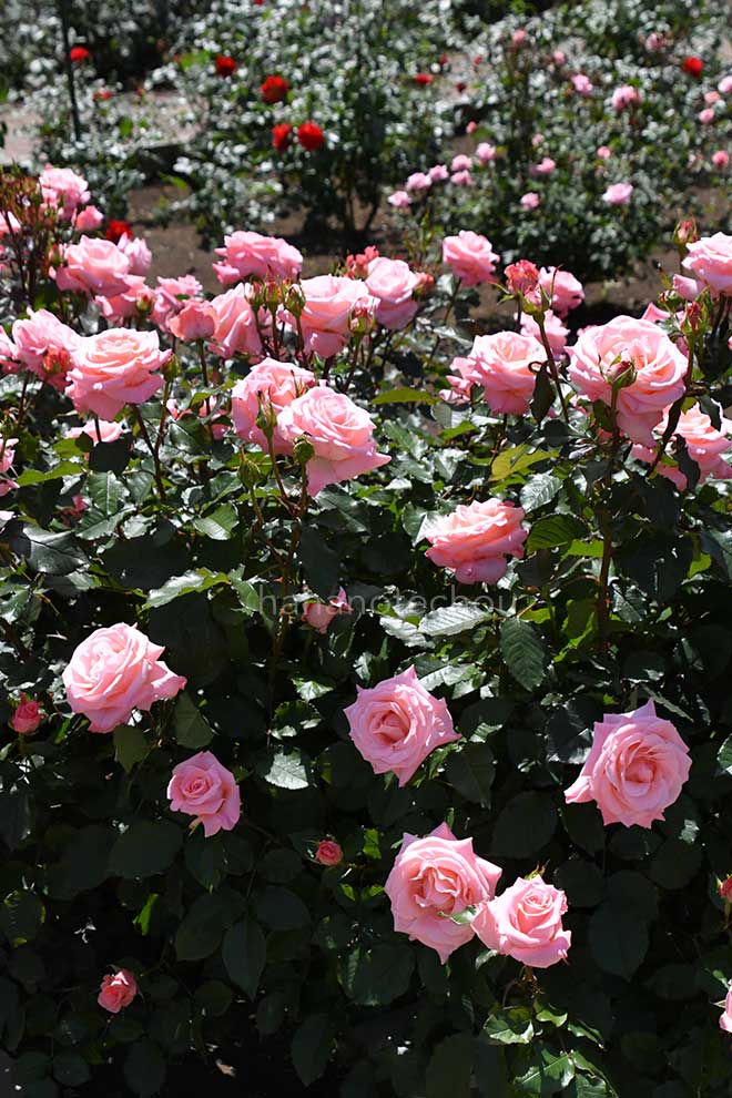 バラ チェリッシュ｜花の手帖の薔薇図鑑