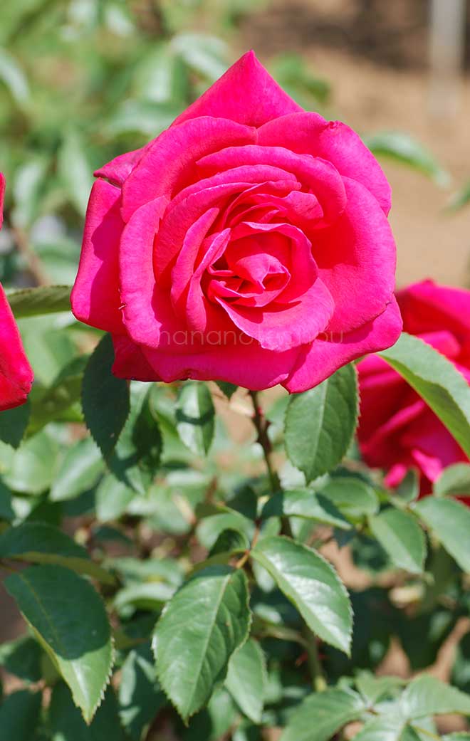 バラ 千代｜花の手帖の薔薇図鑑