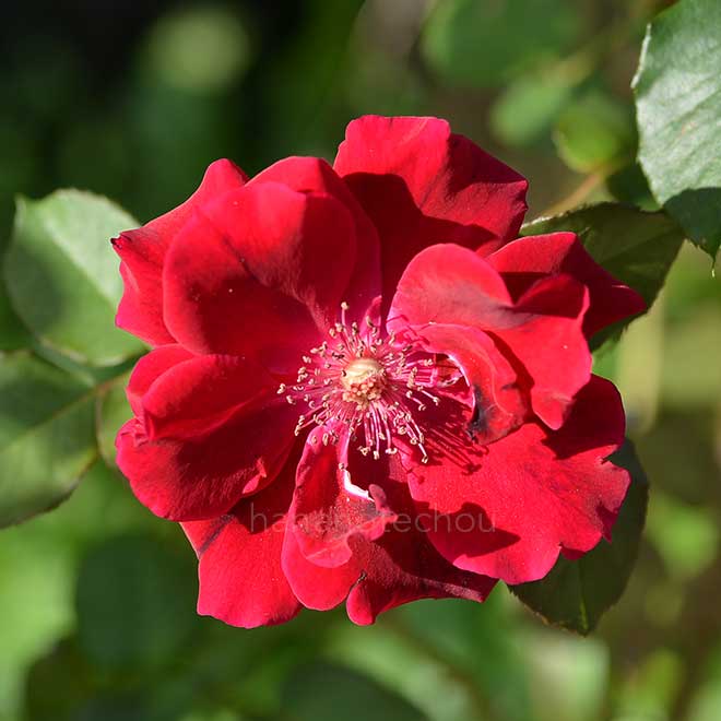 バラ デイリーメールセンテッドローズ｜花の手帖の薔薇図鑑