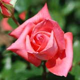 バラ 大文字｜花の手帖の薔薇図鑑