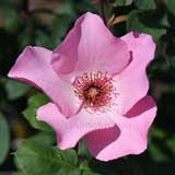 バラ デンティ ベス｜花の手帖の薔薇図鑑