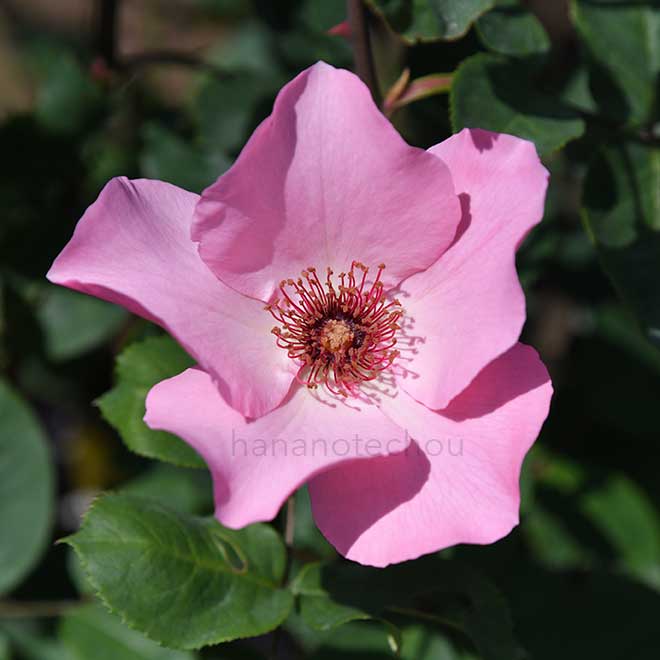 バラ デンティ ベス｜花の手帖の薔薇図鑑