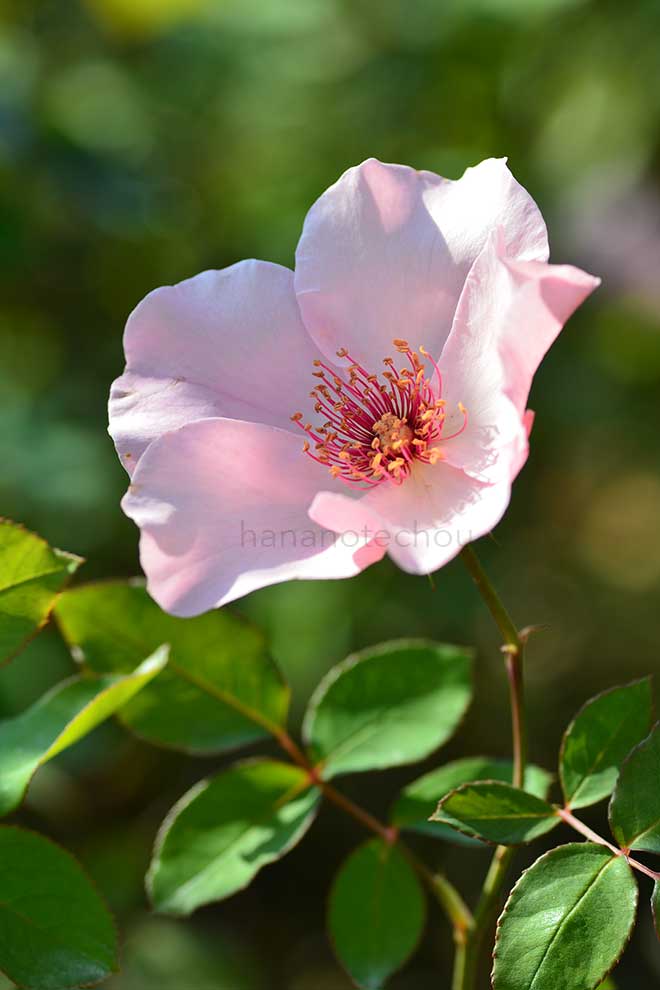 バラ デンティ ベス｜花の手帖の薔薇図鑑