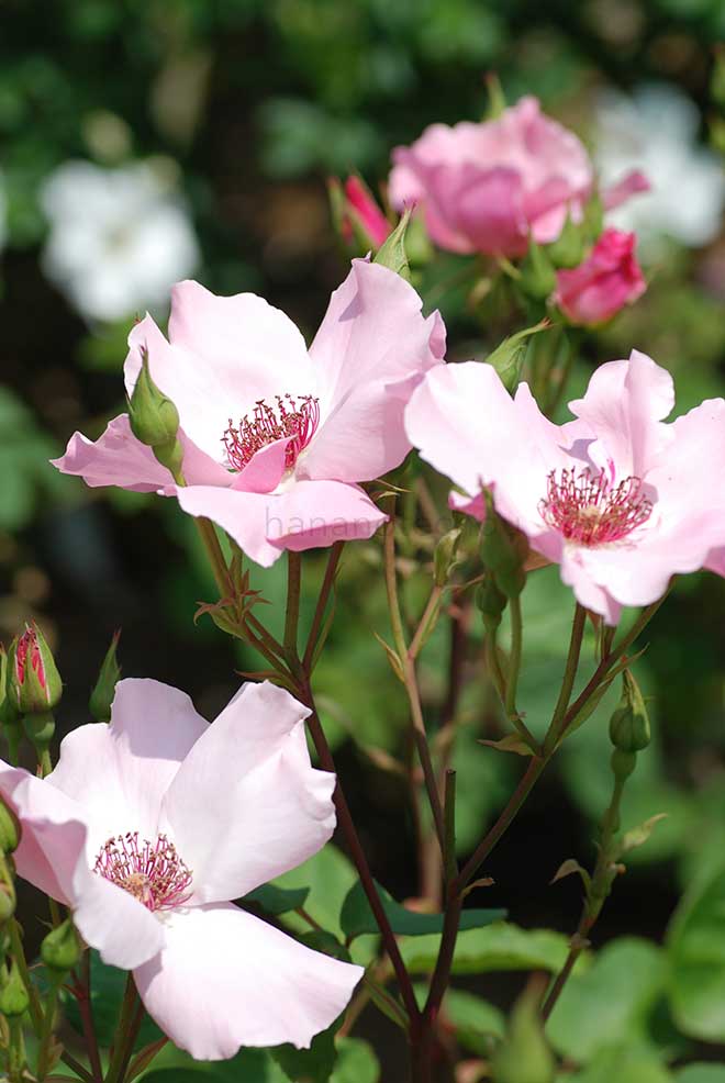 バラ デンティ ベス｜花の手帖の薔薇図鑑