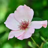 バラ つるデンティベス｜花の手帖の薔薇図鑑