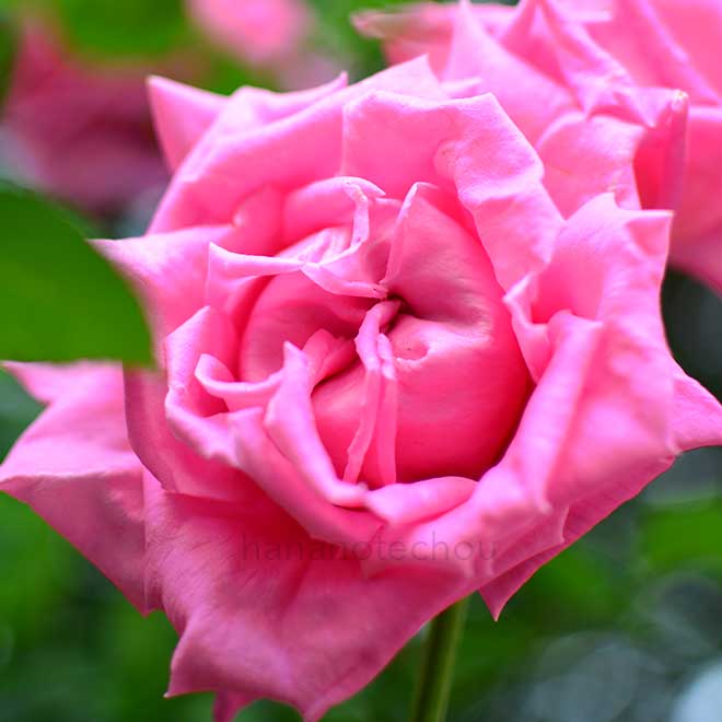 バラ デイム エディス ヘレン｜花の手帖の薔薇図鑑