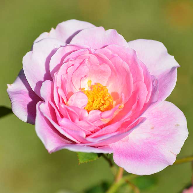 バラ デーム プルーデンス｜花の手帖の薔薇図鑑