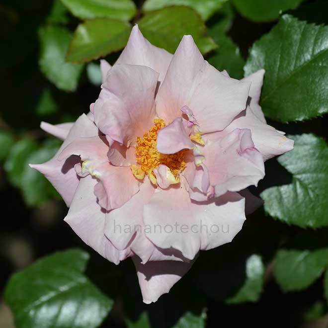 バラ ダヌビオ アズール｜花の手帖の薔薇図鑑