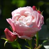 バラ ダフネ｜花の手帖の薔薇図鑑