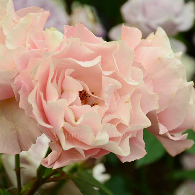 バラ ダフネ｜花の手帖の薔薇図鑑