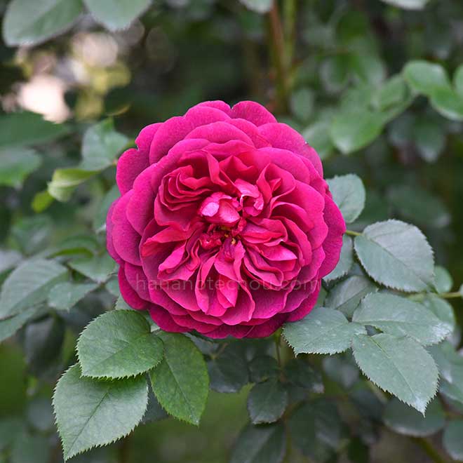 バラ ダーシー バッセル｜花の手帖の薔薇図鑑