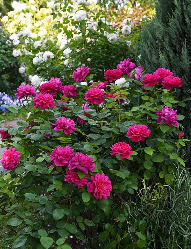 バラ ダーシー バッセル｜花の手帖の薔薇図鑑