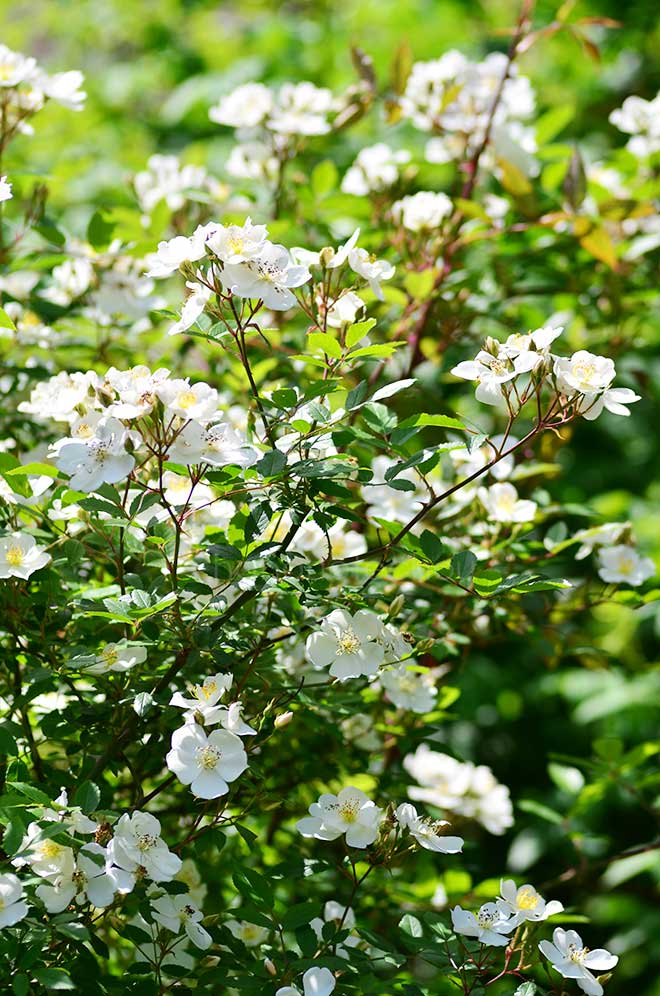 バラ ダーローズ エニグマ｜花の手帖の薔薇図鑑