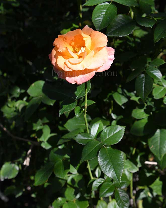 バラ デイ ブレイカー｜花の手帖の薔薇図鑑