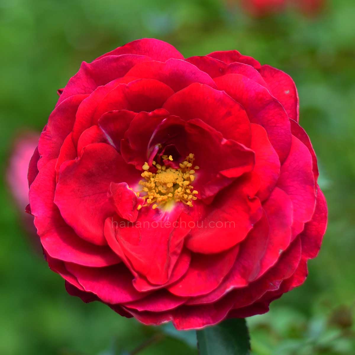 バラ ディープボルドー｜花の手帖の薔薇図鑑