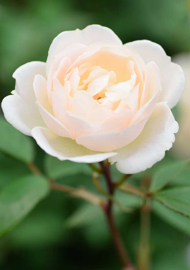 バラ デスデモーナ｜花の手帖の薔薇図鑑