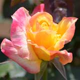 バラ デザート ピース｜花の手帖の薔薇図鑑