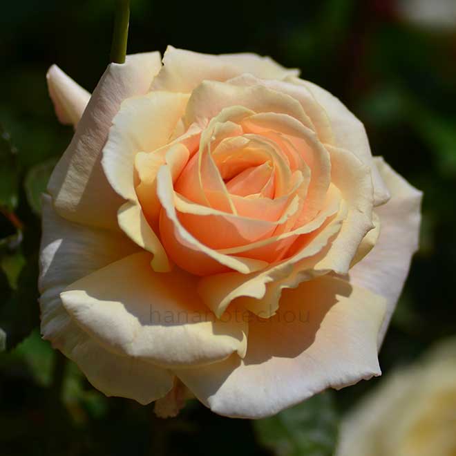 バラ ダイヤモンド ジュビリー｜花の手帖の薔薇図鑑