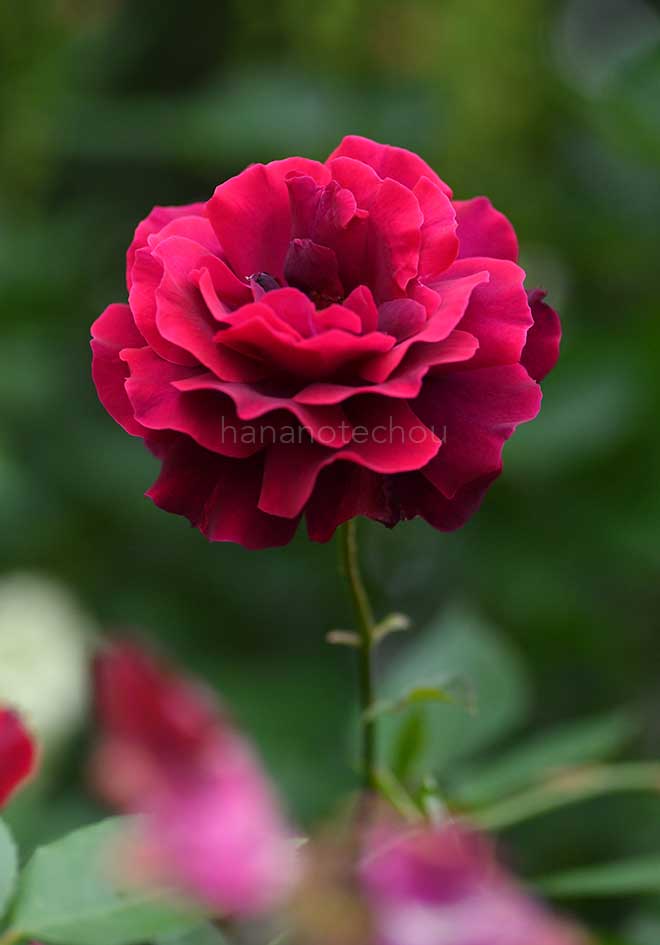 バラ ダイナ｜花の手帖の薔薇図鑑