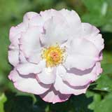 バラ ディオレサンス｜花の手帖の薔薇図鑑