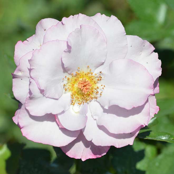 バラ ディオレサンス｜花の手帖の薔薇図鑑